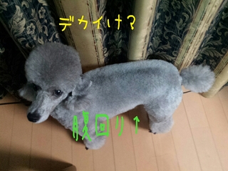20150108170537774.jpg