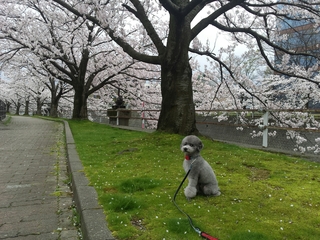 20150407214054106.jpg