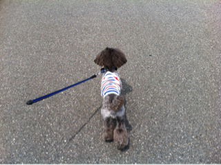 image-20120527233854.png