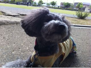 image-20120527234022.png