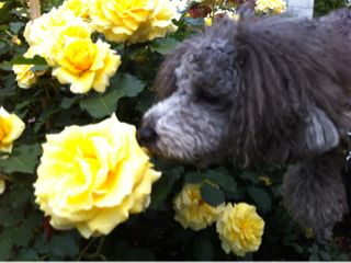 image-20120527234702.png