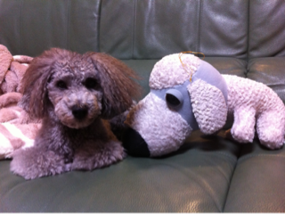 image-20121219195107.png