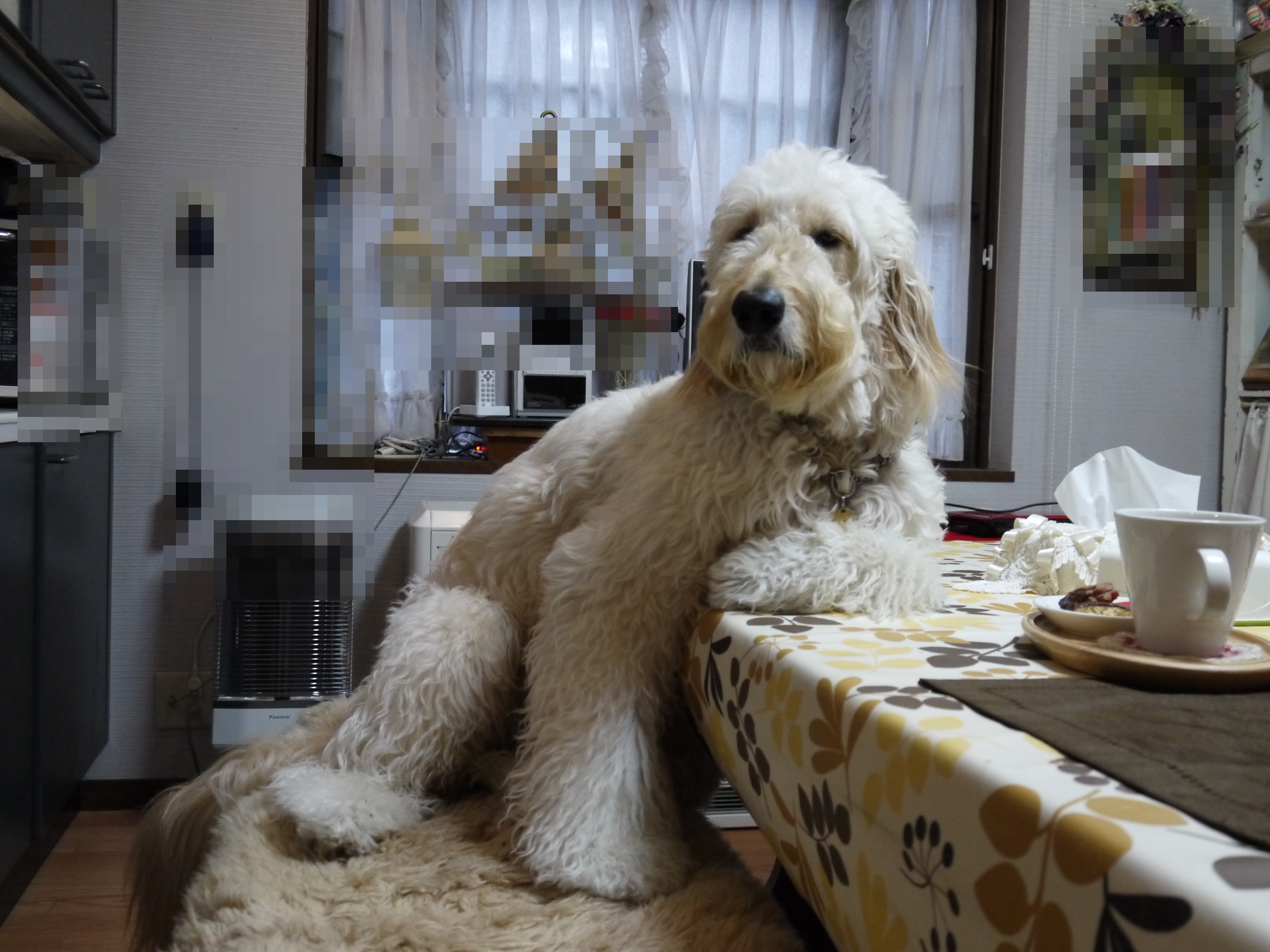 おじゃま虫 Always Together 初めての犬飼い日記